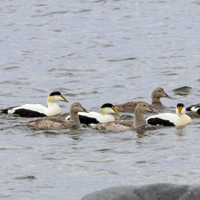 Common Eiders
