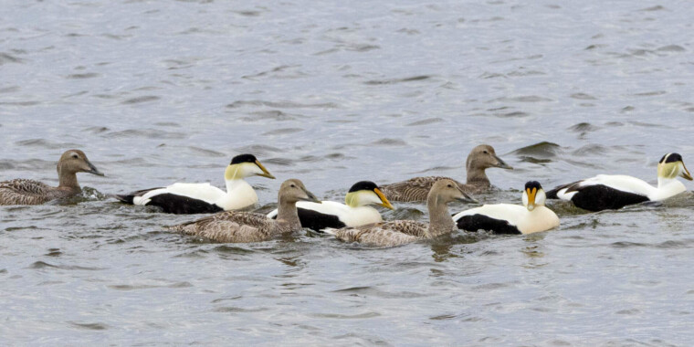 Churchill & Southern Manitoba 2023 Trip Report