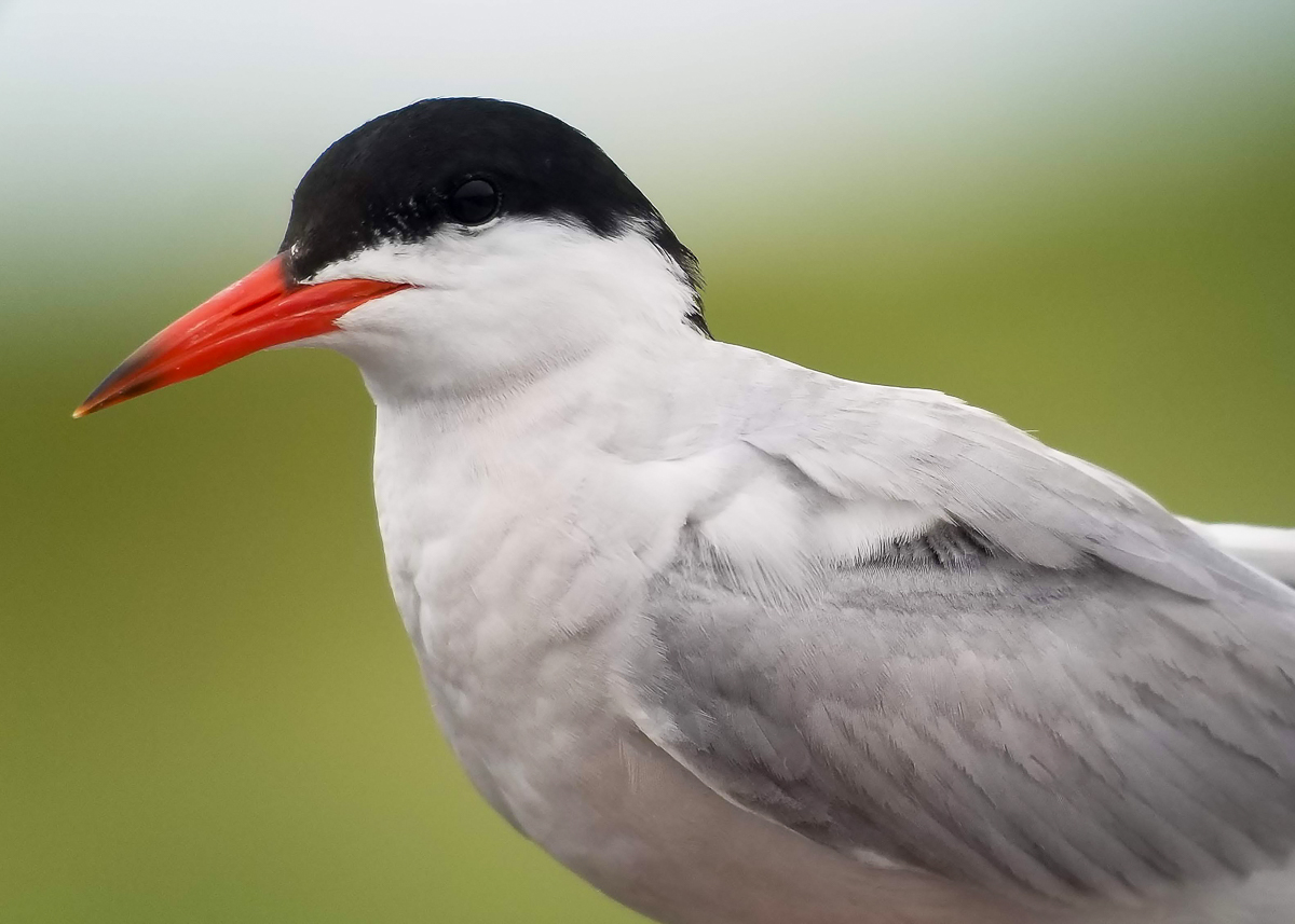 Common Tern