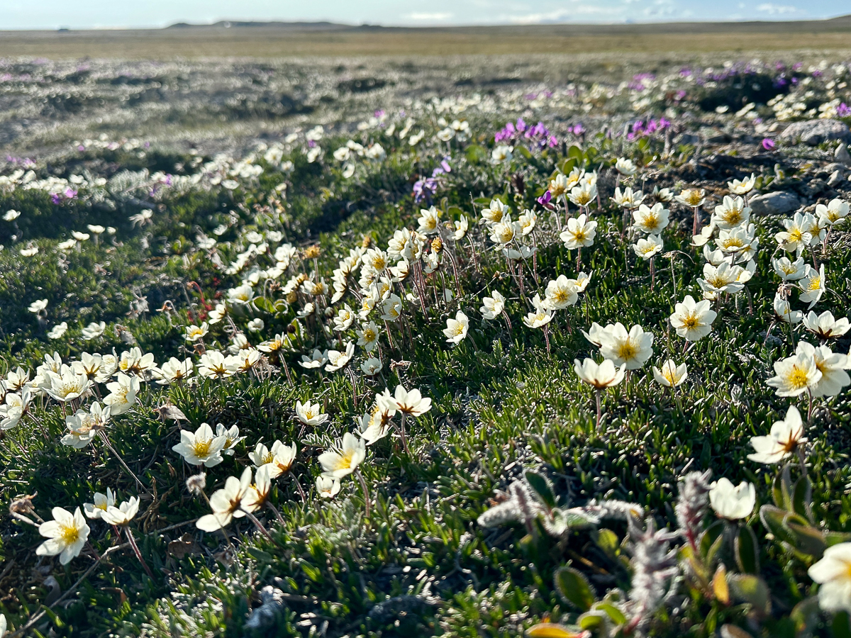 Arctic wildflowers 