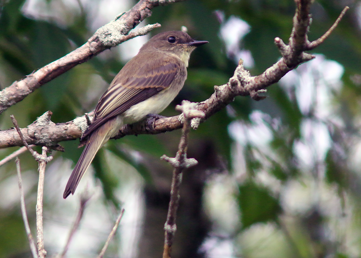 Eastern Phoebe