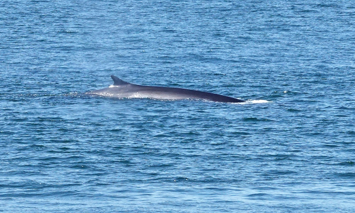 Fin Whale New Brunswick