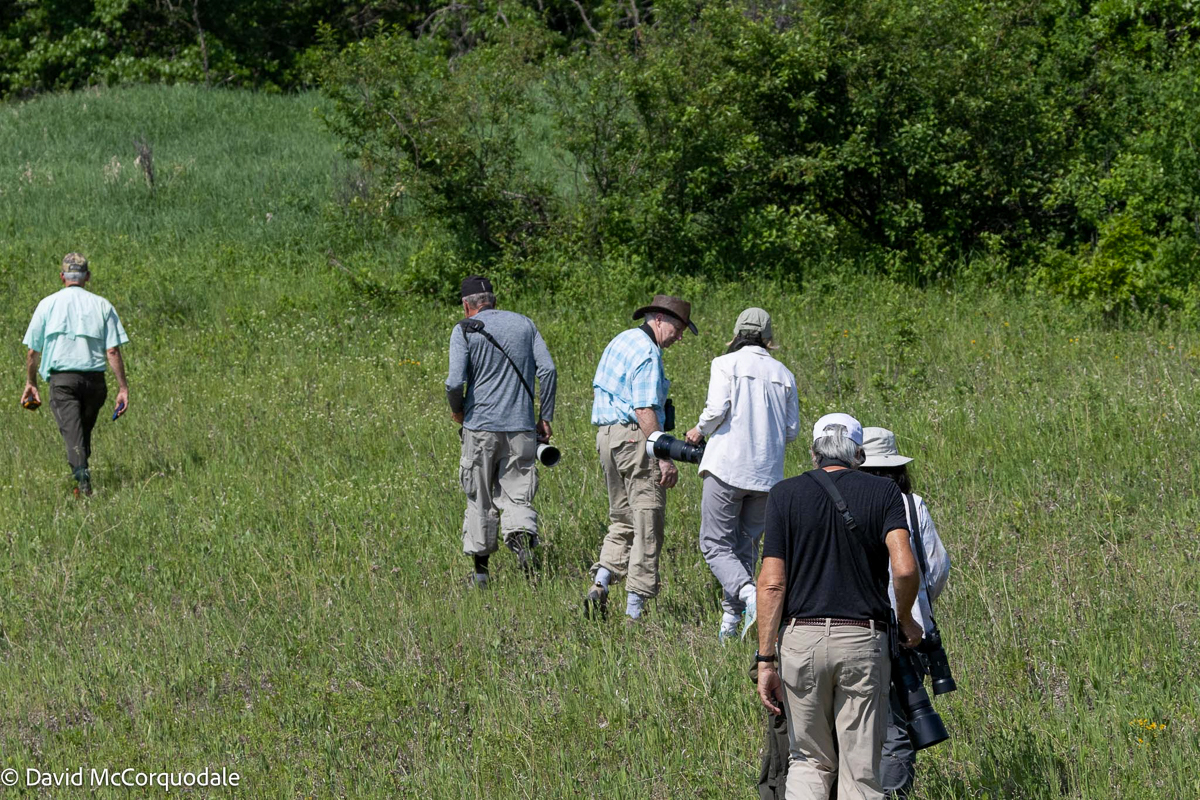 Looking for Golden-winged Warblers