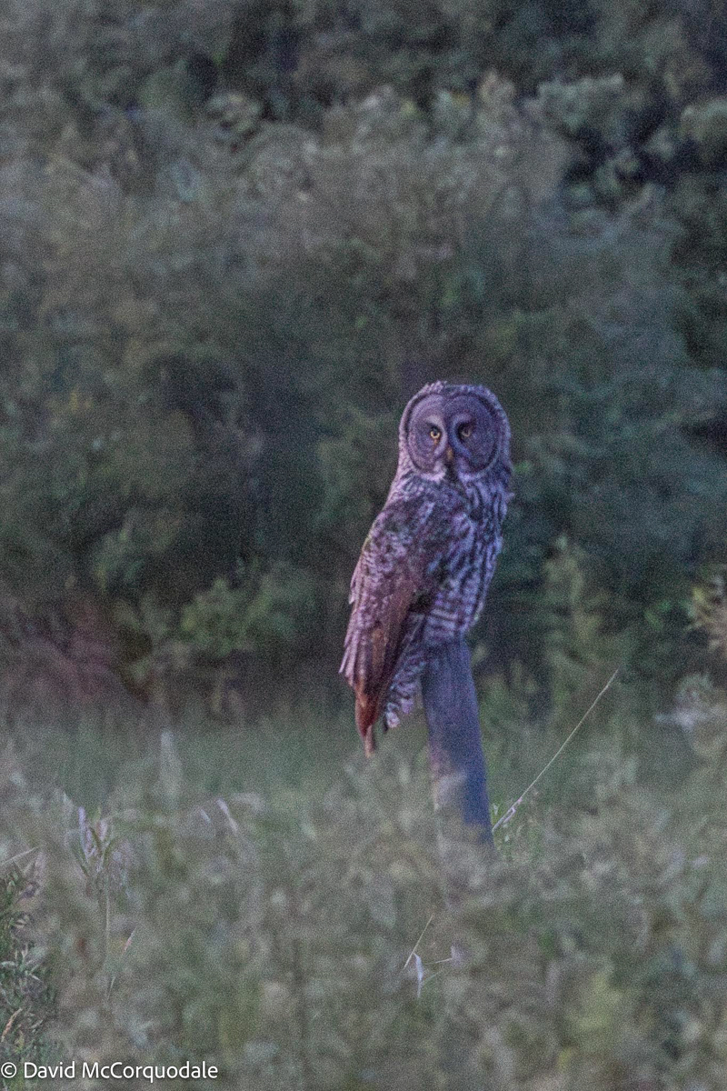 Great Grey Owl