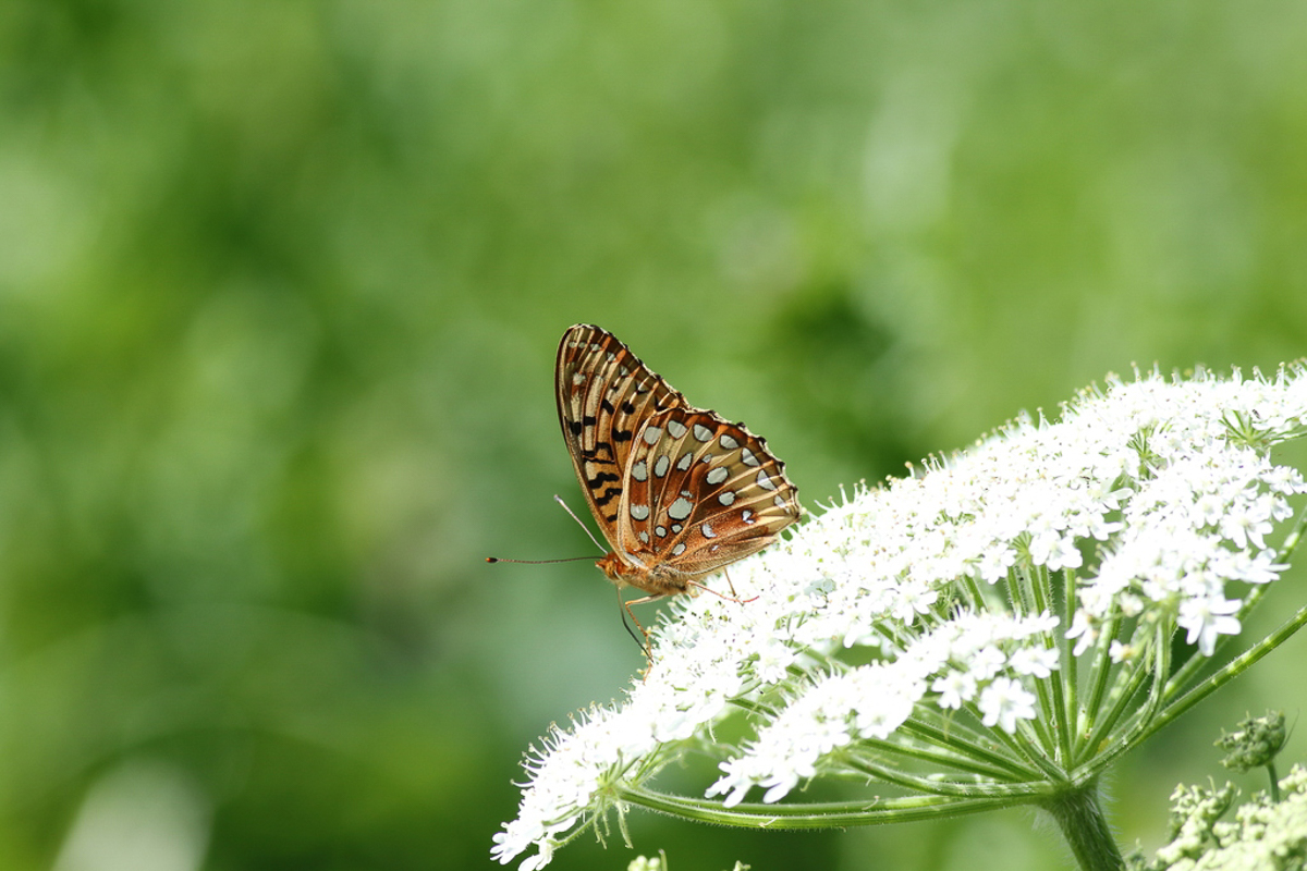 Great Spangled Fritillary 