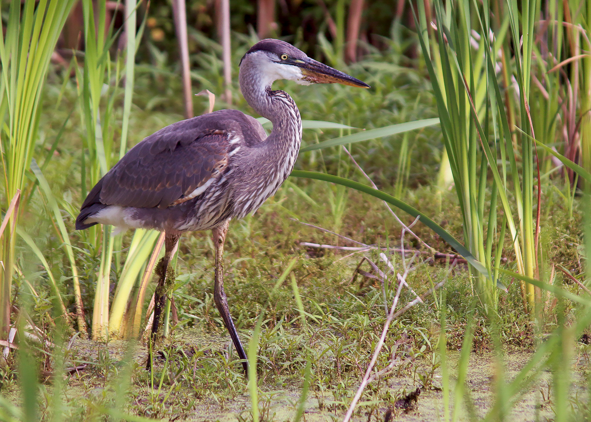 Great Blue Heron