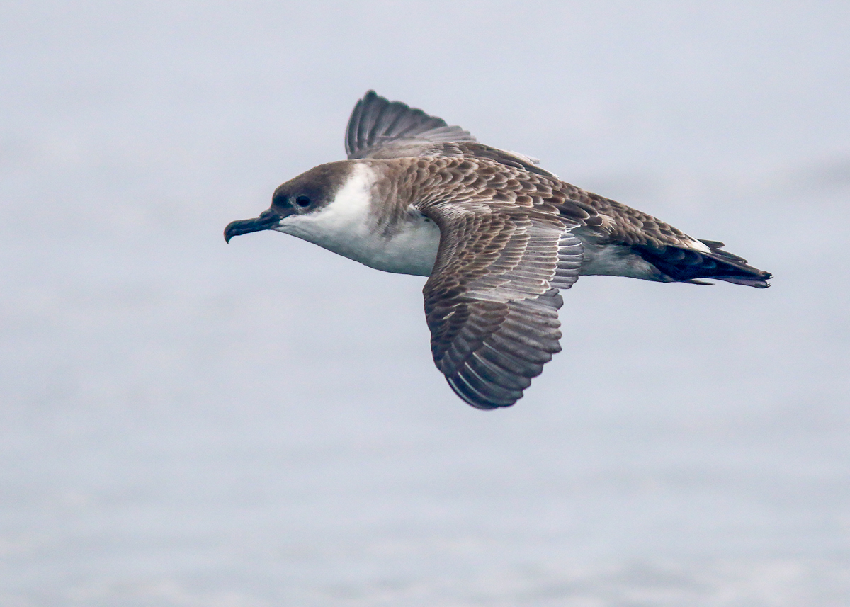 Great Shearwater
