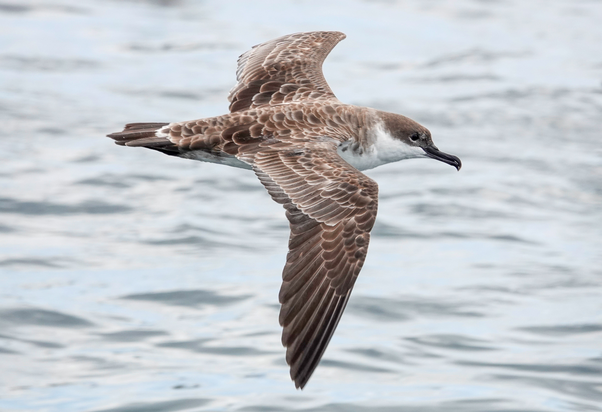 Great Shearwater