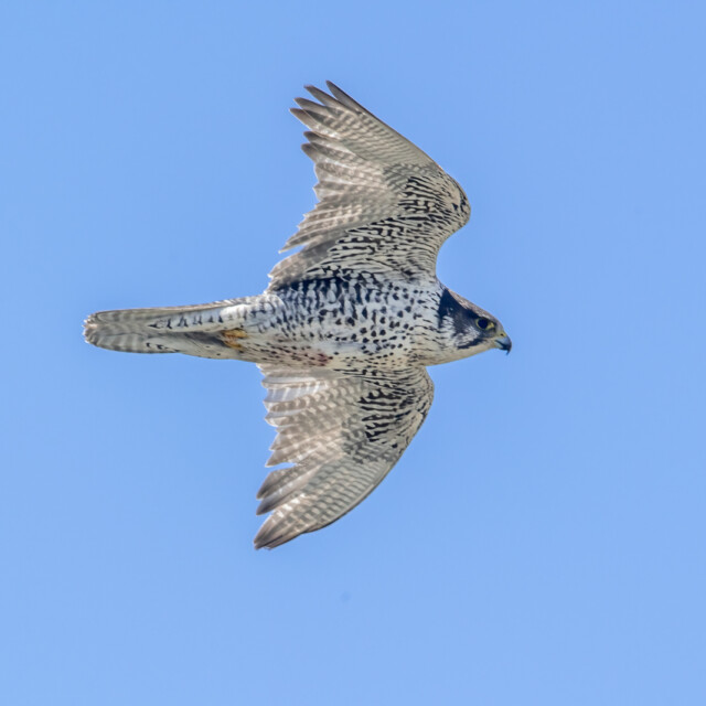 Gyrfalcon (Falco rusticolus) in flight near its nest outside of Nome, Alaska. The gyrfalcon is the largest of the falcons and is found throughout the Arctic regions. Color varies from dark gray and brown to nearly white in some locations. Principle prey are ptarmigans and waterfowl.