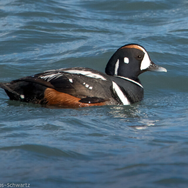 Harlequin Duck