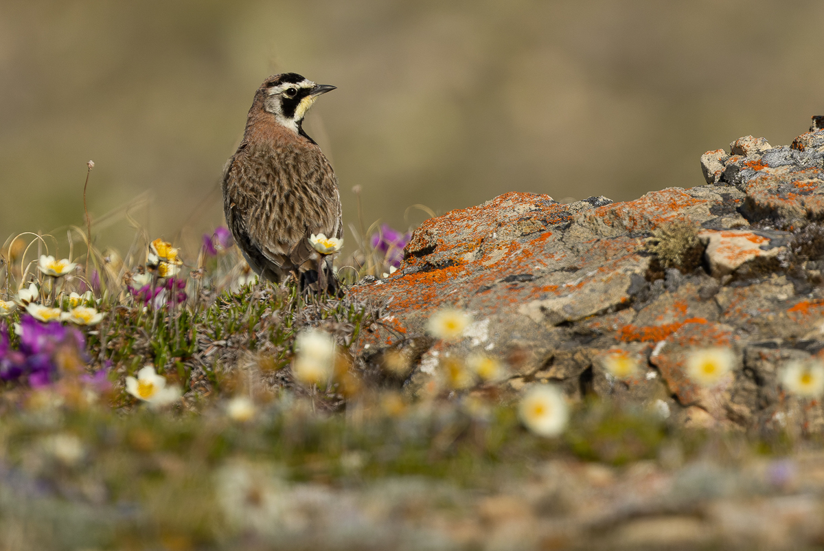 Horned Lark