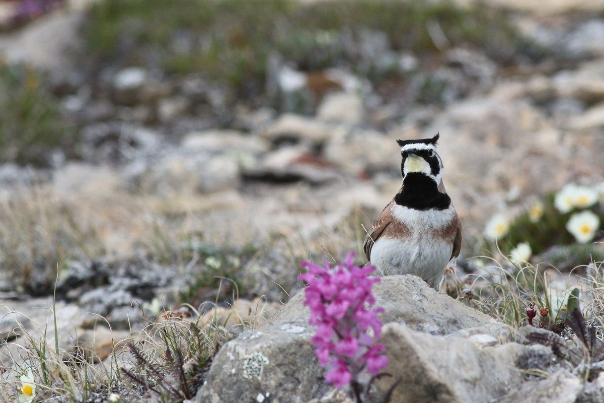 Horned Lark in Nunavut