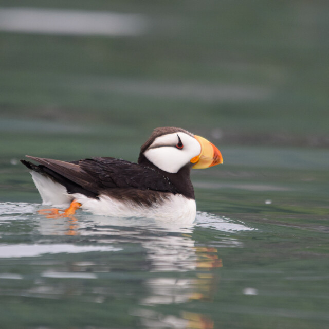 Horned puffin of Kenai Fjords National Park