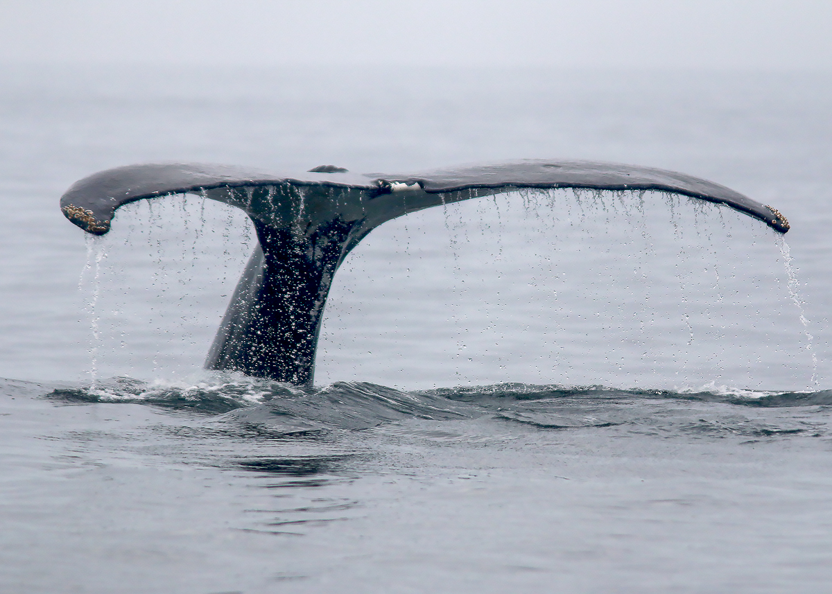 Humpback whale