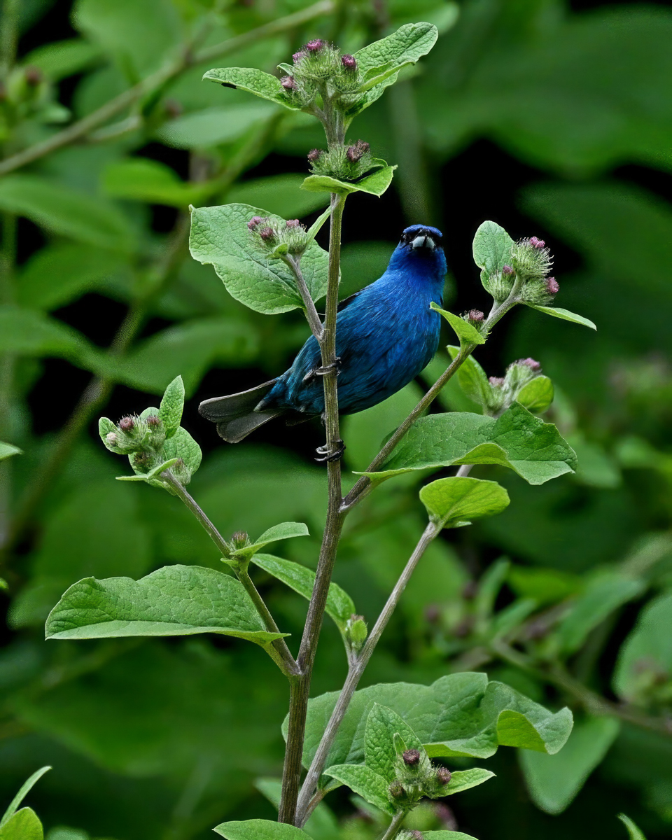 Indigo Bunting