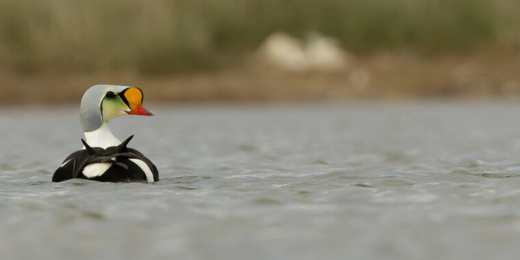 High Arctic & NWT Trip Report (Jul 3 - 13, 2023)