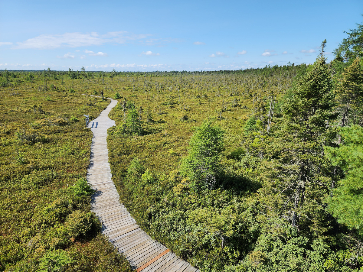 Kouchibouguac Bog