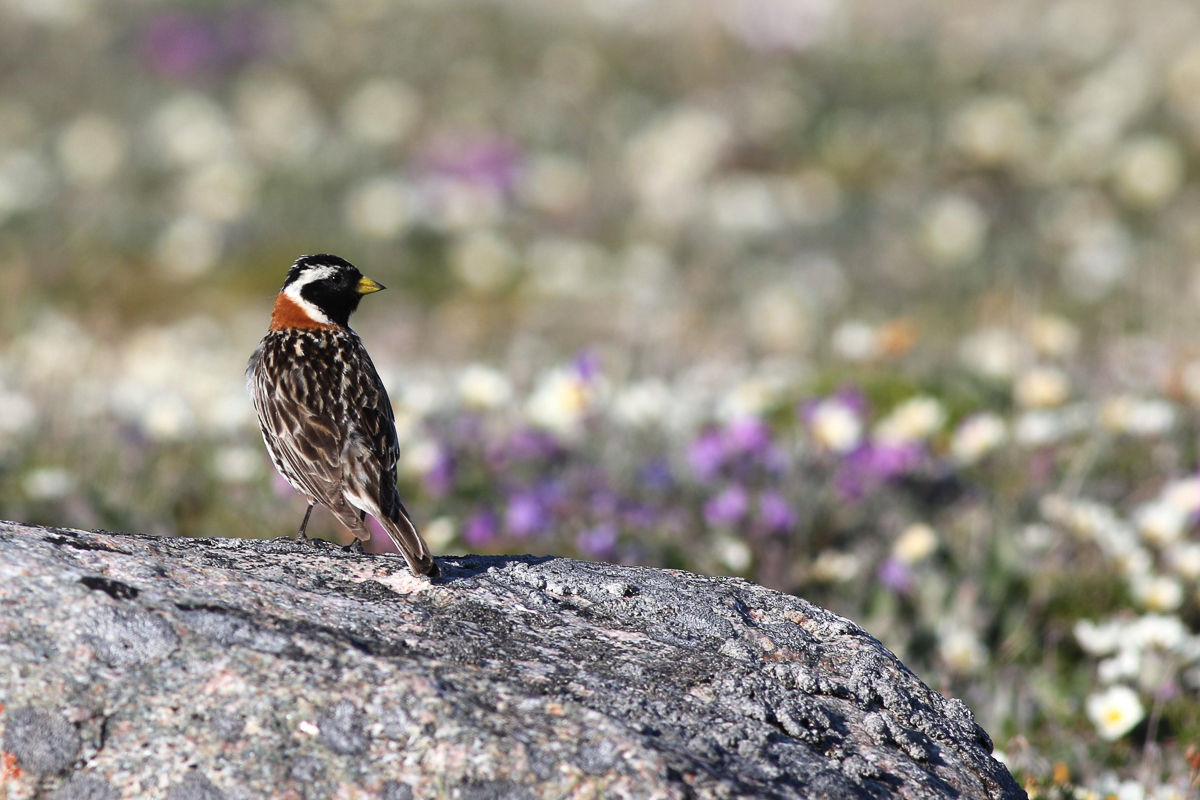 Lapland Longspur