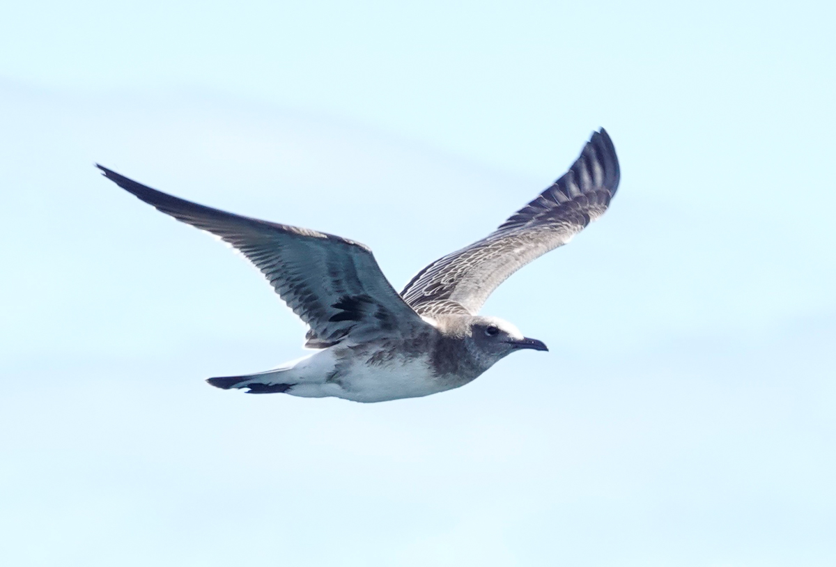 Laughing Gull