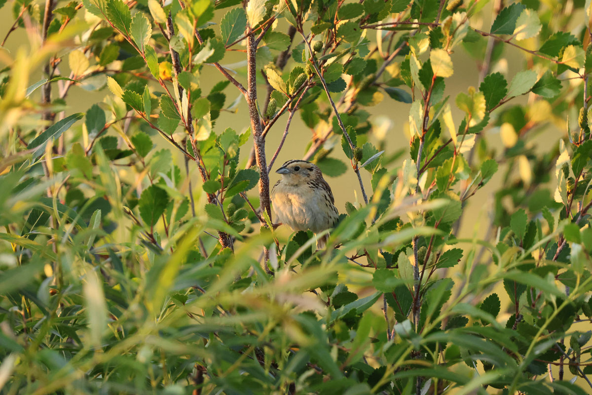 LeConte's Sparrow