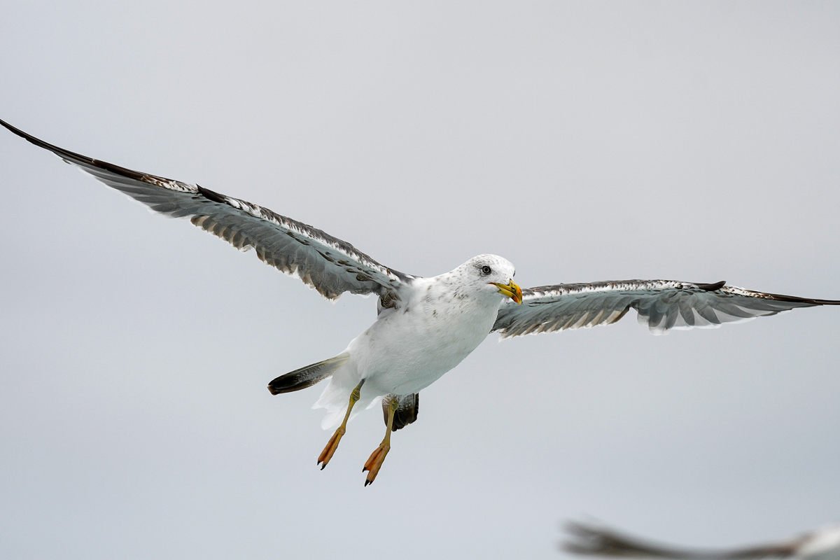 Lesser Black-backed Gull