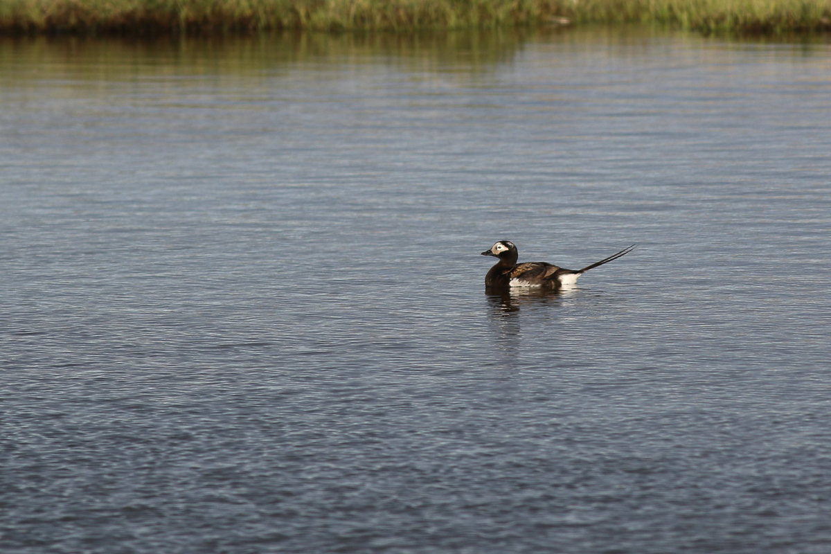 Long-tailed Duck