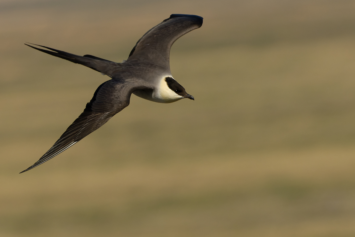 Long-tailed Jaeger