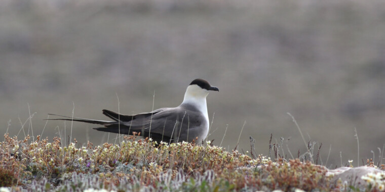 High Arctic & NWT Trip Report (Jun 29 - Jul 9, 2023)