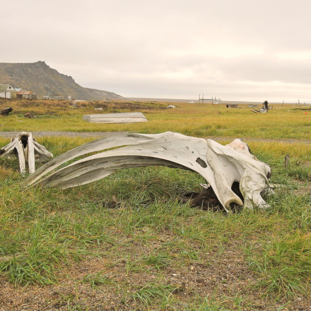 A whale boneyard in Nome, Alaska is a favorite site for birders as they walk through looking for rarities to pad their life lists.