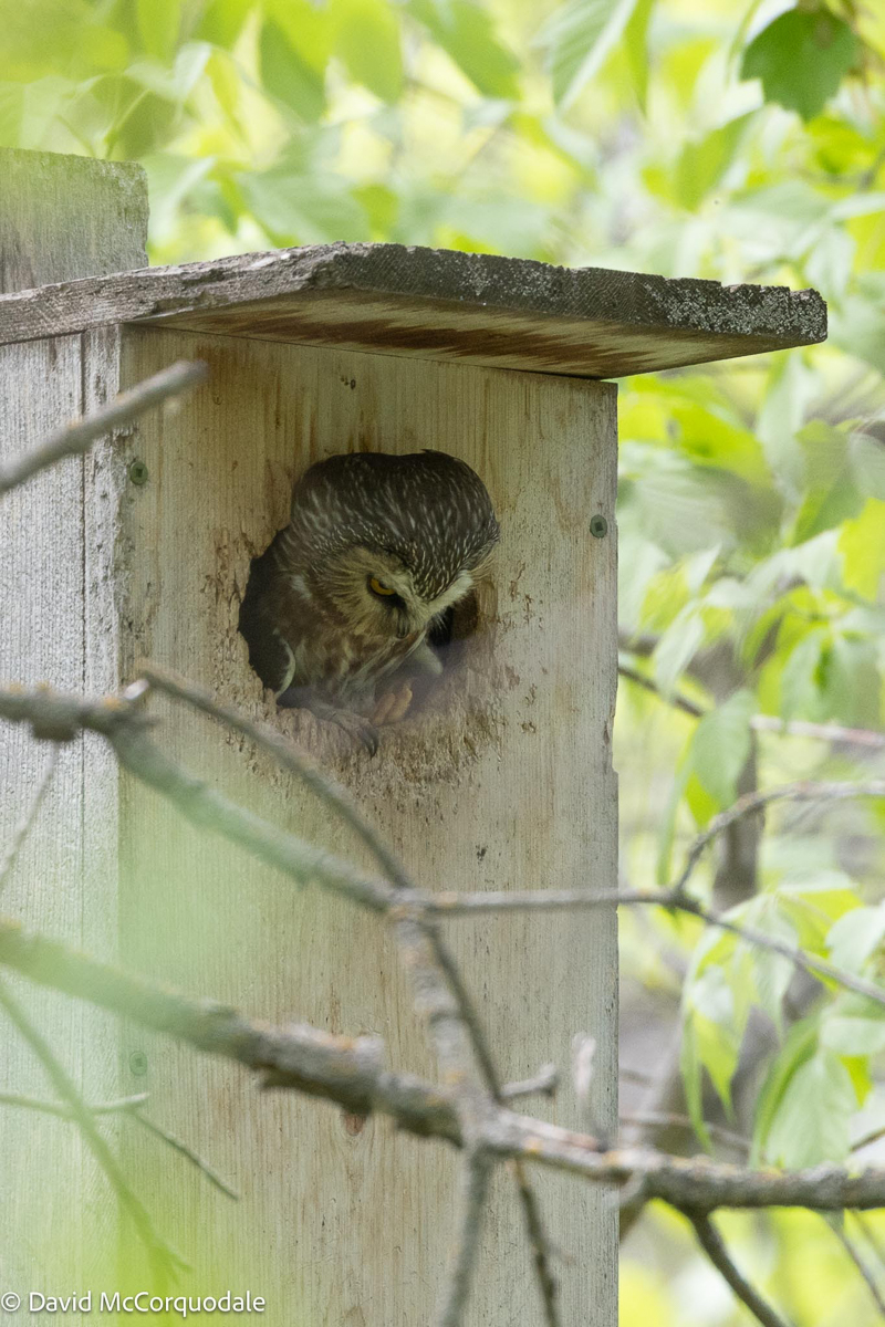 Northern Saw-whet Owl