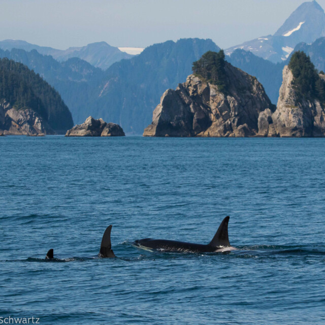 Orcas in Kenai Fjords