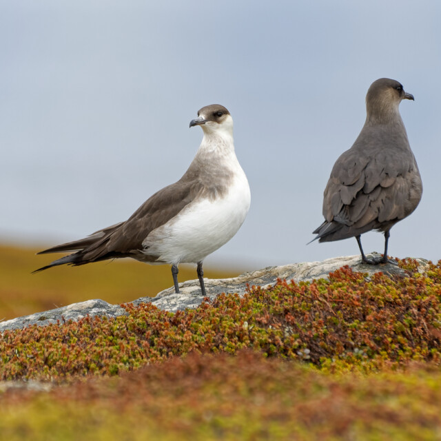 Parasitic Jaeger