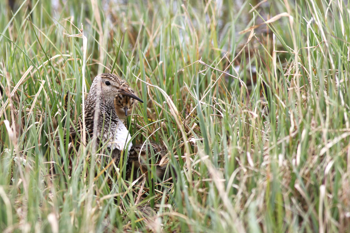 Pectoral Sandpiper with chicks