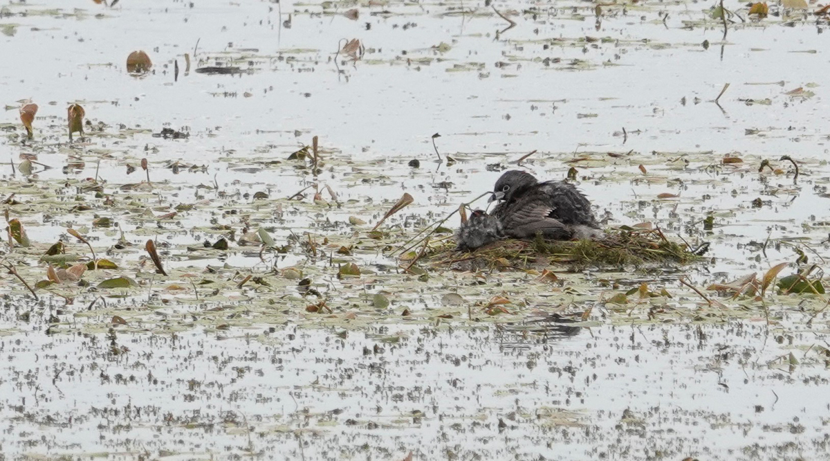 Pied-billed Grebe