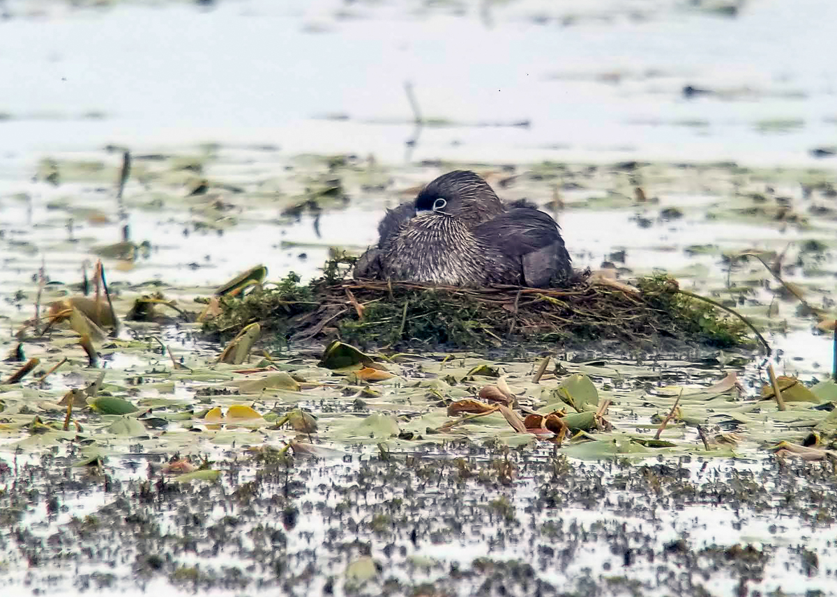 Pied-billed Grebe on nest