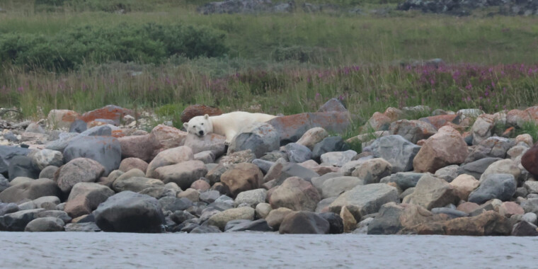 Belugas, Bears & Birds 2023 Trip Report