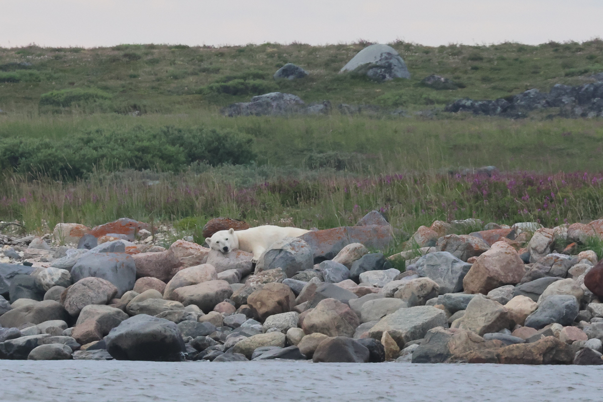 Polar Bear in Churchill