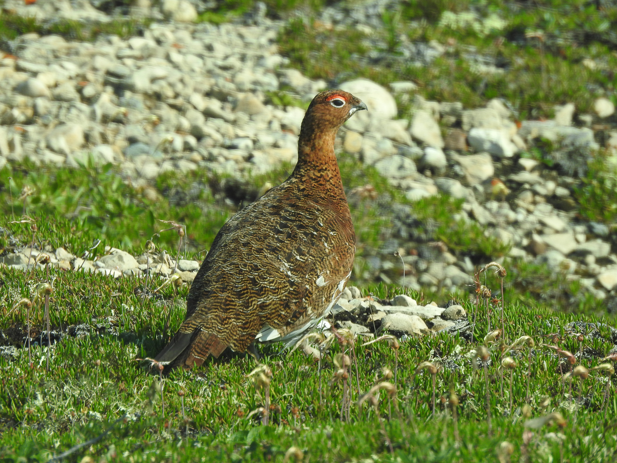 Willow Ptarmigan