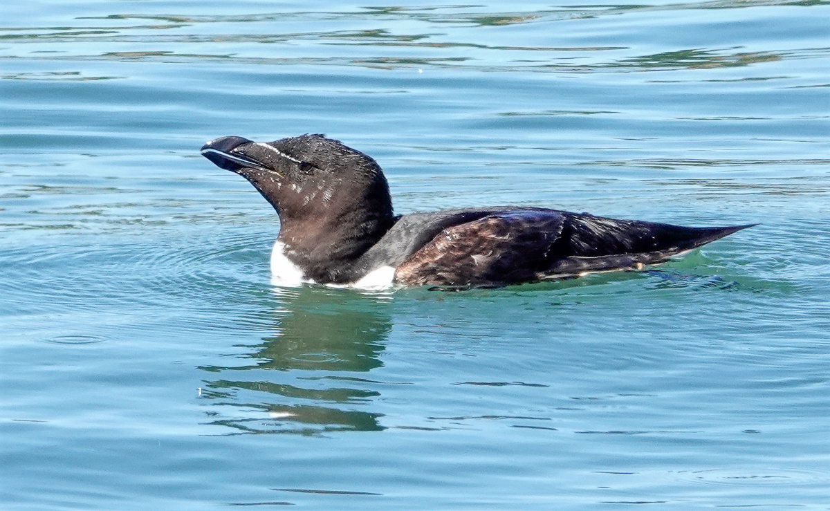Razorbill