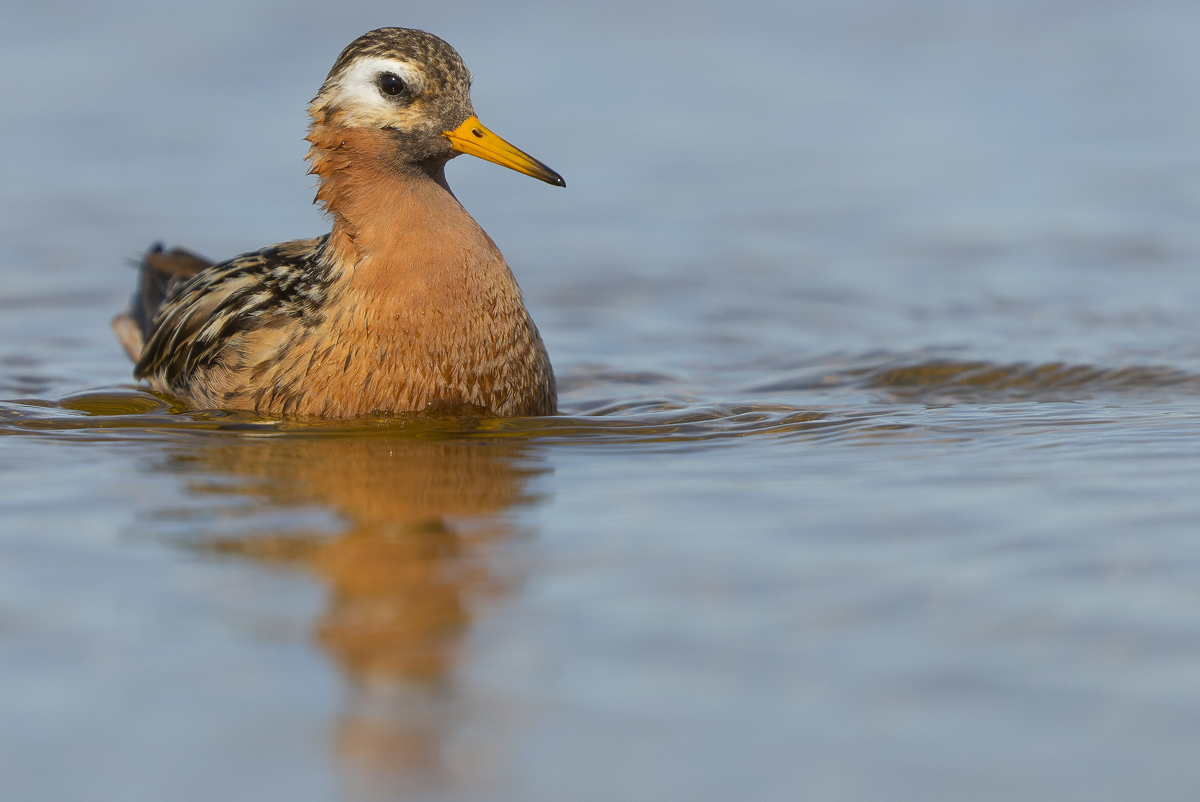 Red Phalarope