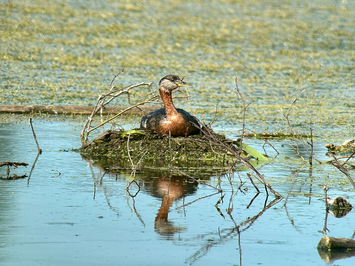 Red-necked Grebe