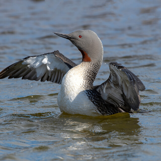 Red-throated Loon