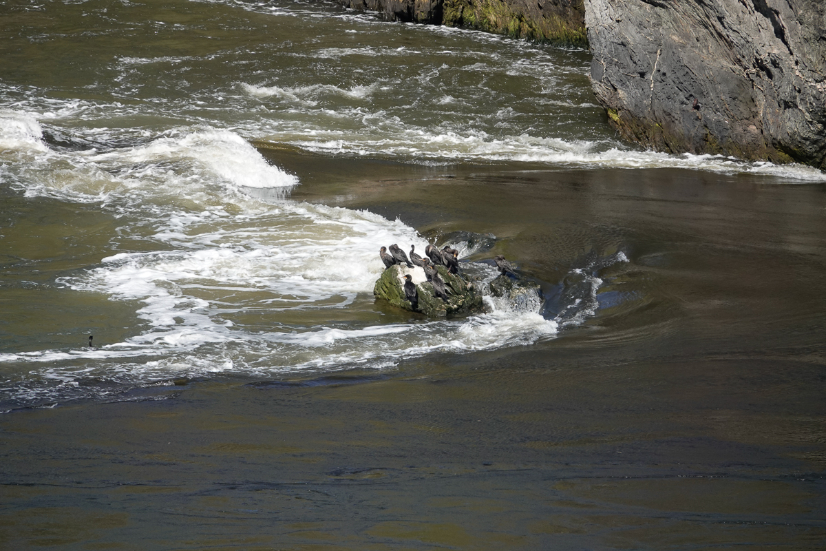 Reversing Falls