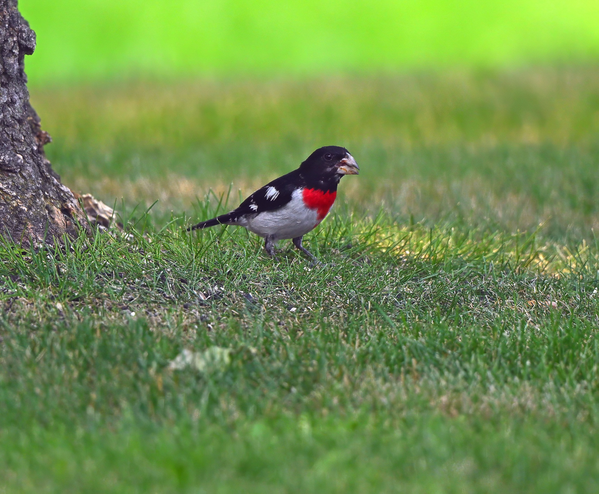 Rose-breasted Grosbeak