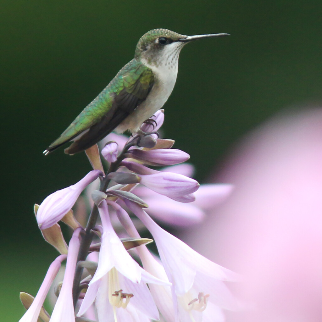 Ruby-throated Hummingbird