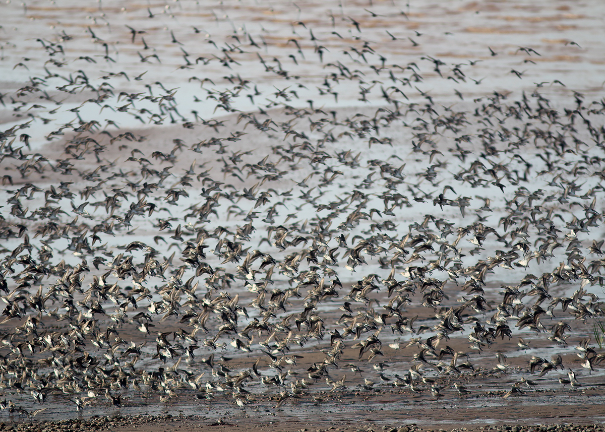Semipalmated Sandpipers flying