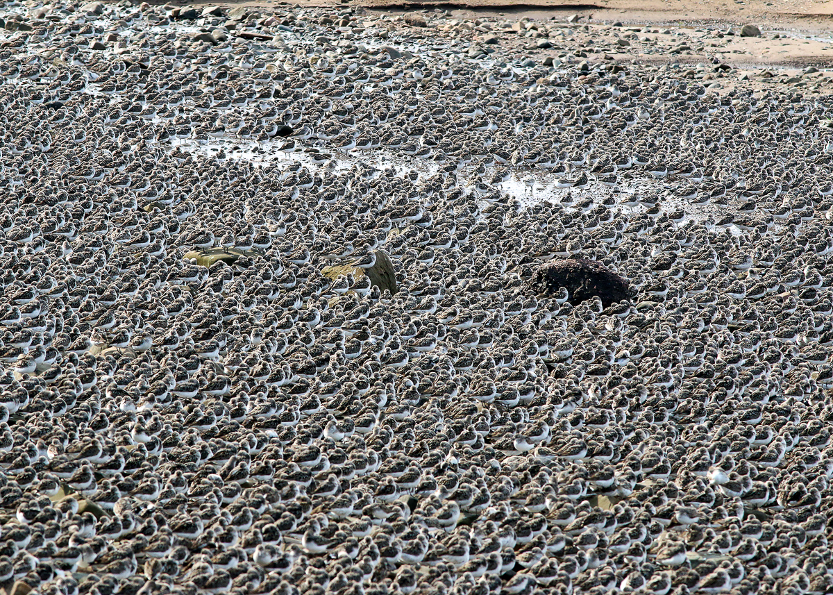 Semipalmated Sandpipers at Johnson Mill