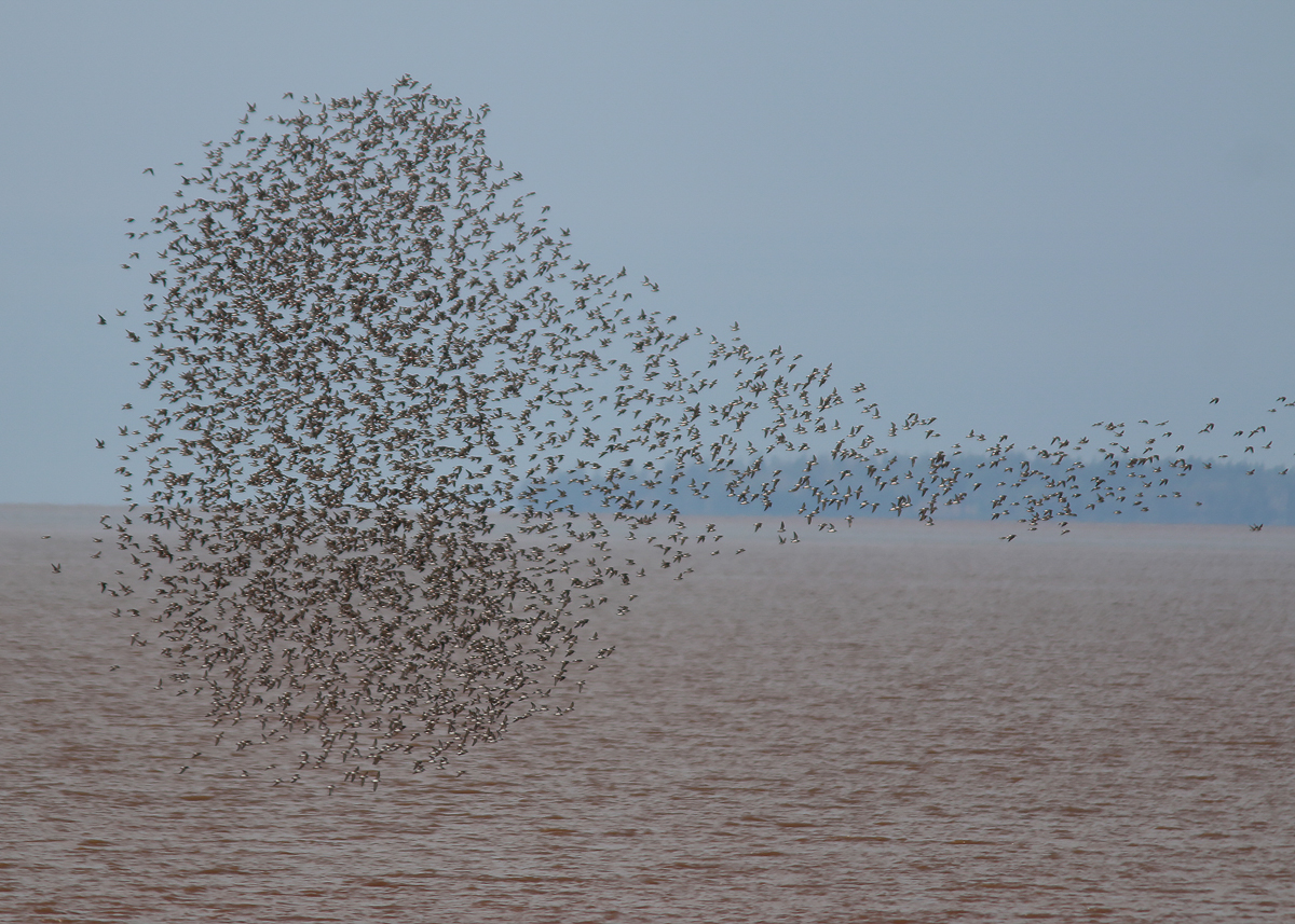 Semipalmated Sandpipers murmuration