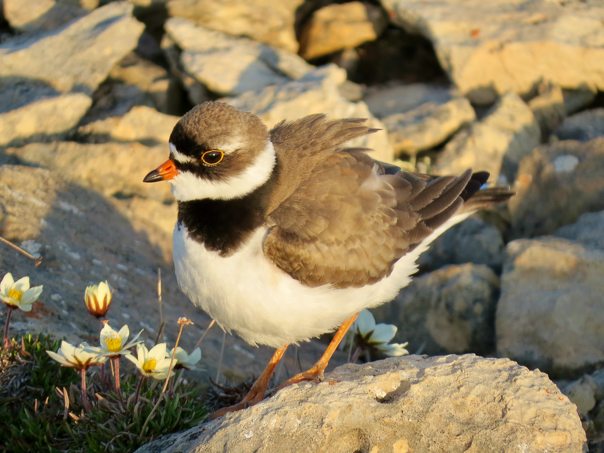 Semipalmated Plover