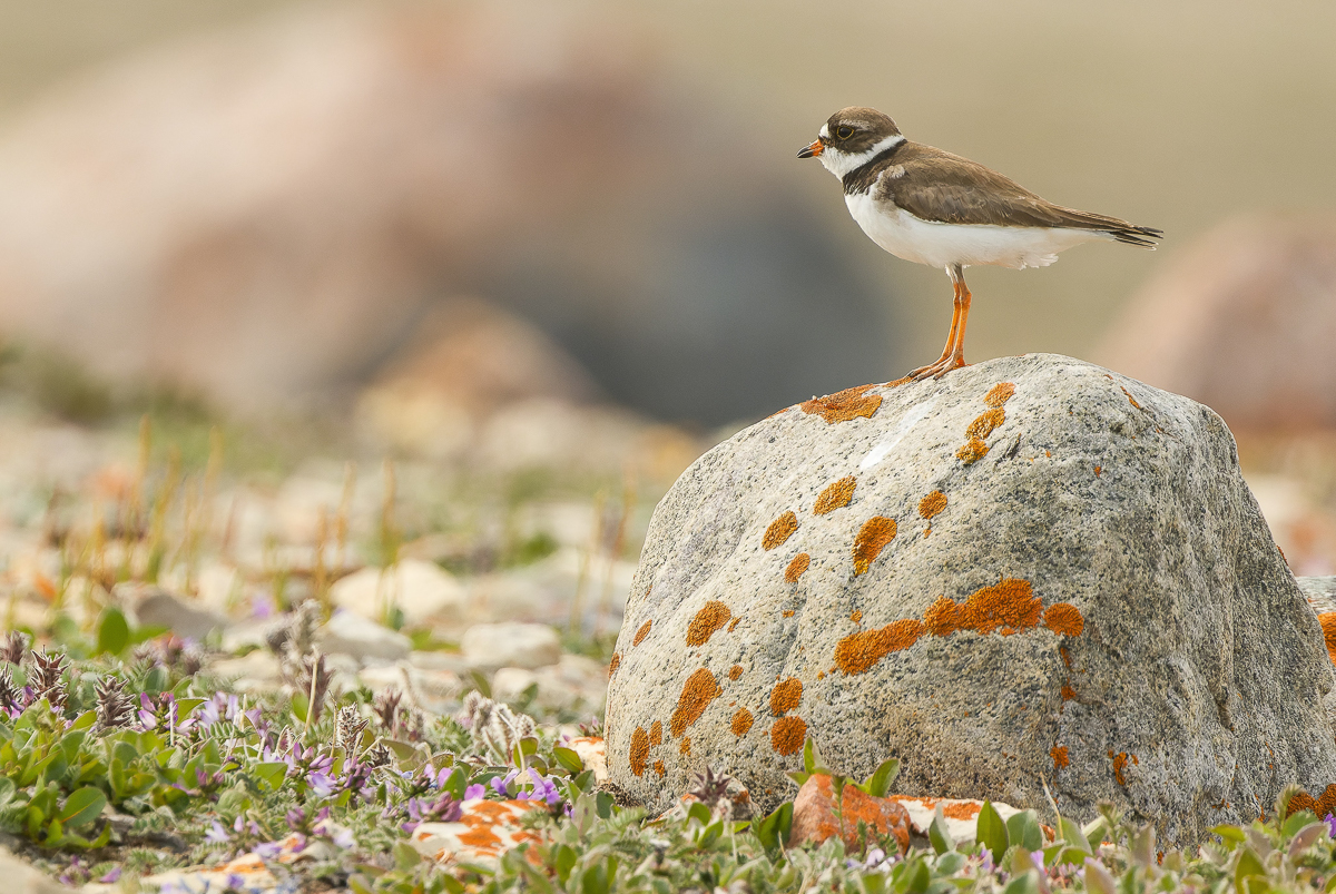 Semipalmated Plover